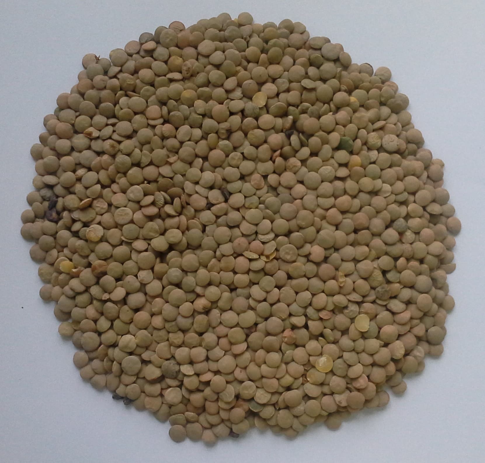 Green lentils